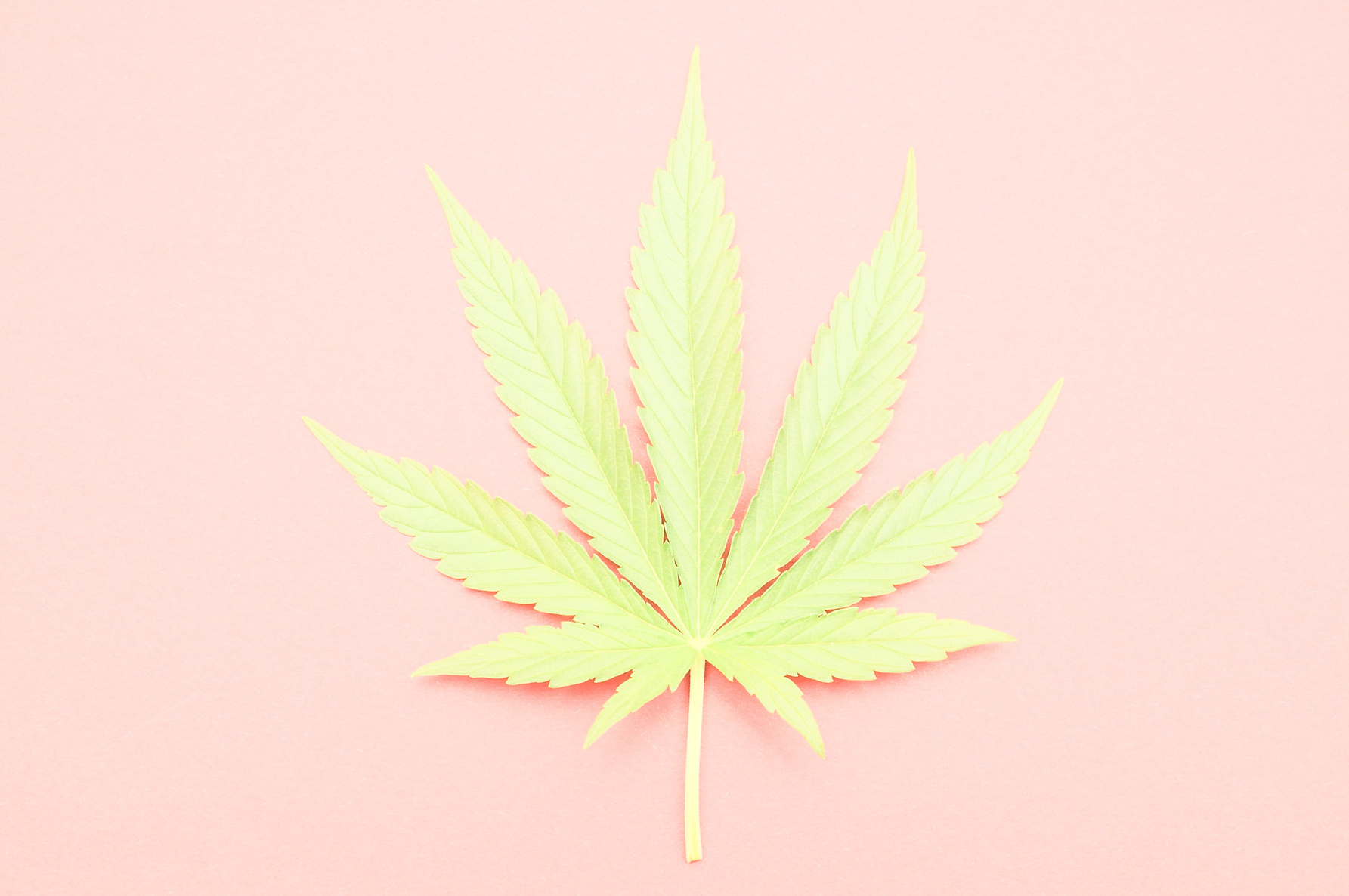 Cannabis Leaf